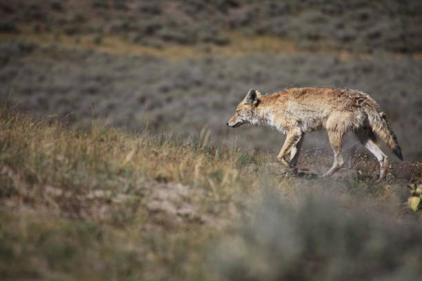 istock A Coyote is walking through brushwood 1157761886