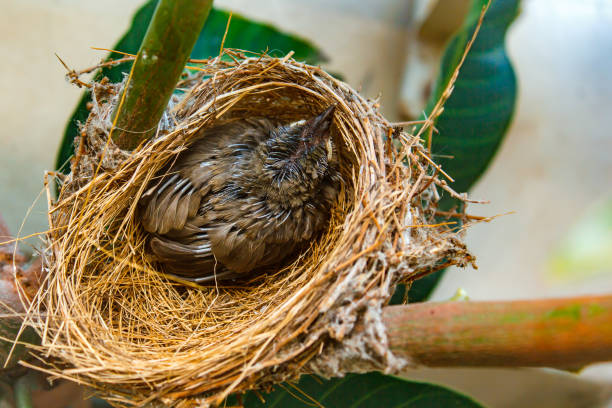 Baby bird in nest, bird make nest at people home.