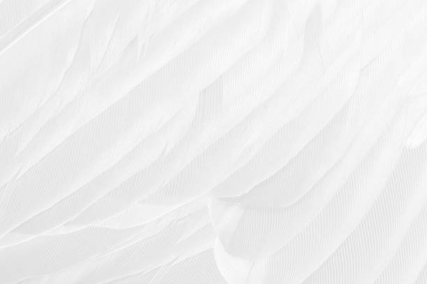 A tundra swan head shot isolated on a black background at sparrows point near baltimore, md