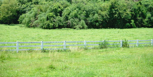 Normandy, Pasture, Cattle, Animal, Thailand