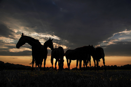 Group of horses in a rustic scene at sunset