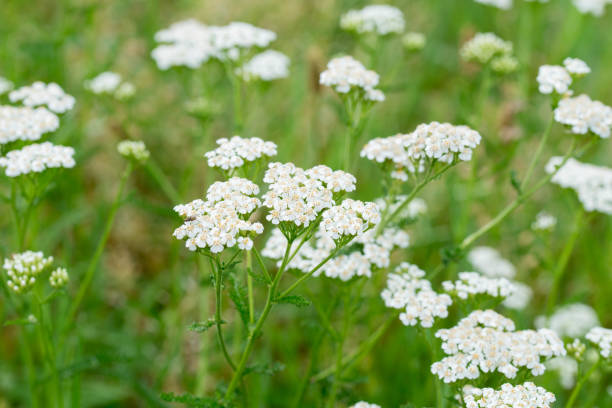 istock yarrow,  achillea millefolium white flowers 1157764876