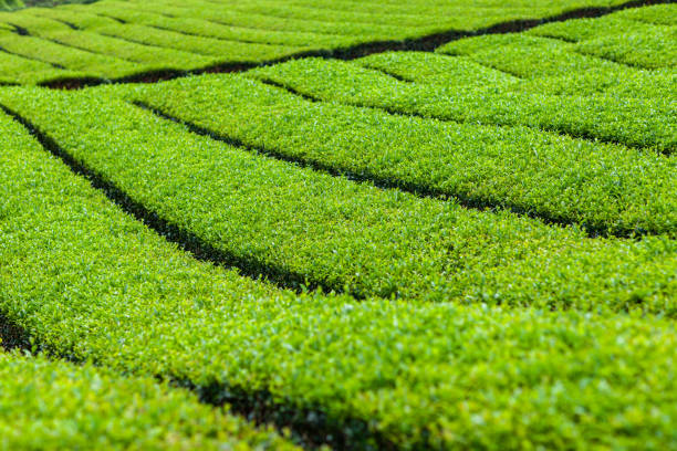 istock Fresh green tea field in a spring morning. 1157765053