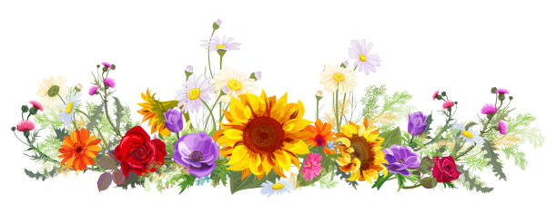 istock Horizontal autumn’s border: sunflowers, blue anemones, thistles, gerbera, daisy flowers, small green twigs on white background. Digital draw, illustration in watercolor style, panoramic view, vector 1157765278