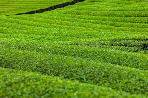 istock Fresh green tea field in a spring morning. 1157765322