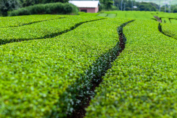 istock Fresh green tea field in a spring morning. 1157765345