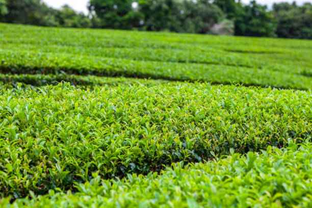 istock Fresh green tea field in a spring morning. 1157765602