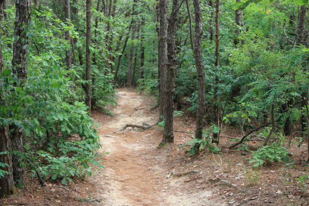 istock On the way to Hwanghaksan Arboretum 1157765690