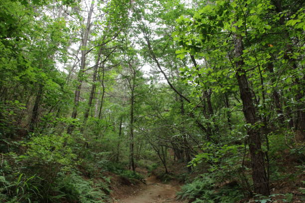 istock On the way to Hwanghaksan Arboretum 1157766315