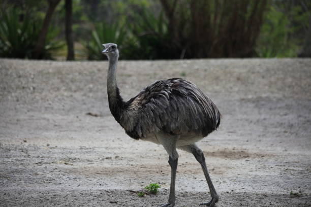 istock a ostrich is looking on the ground 1157767128