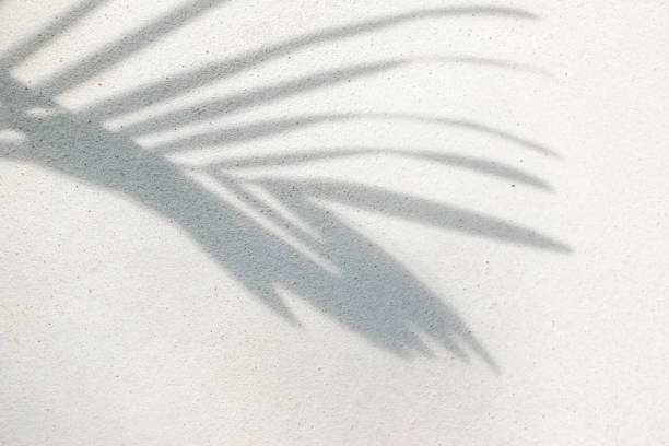 istock abstract background texture of shadows palm leaves on a concrete wall 1157767289