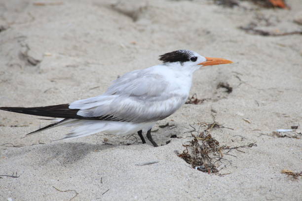 istock a view of a white sea bird on beach 1157767415