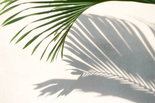 istock abstract background texture of shadows palm leaves on a concrete wall 1157767429