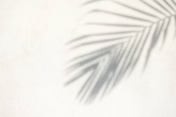 istock abstract background texture of shadows palm leaves on a concrete wall 1157767951