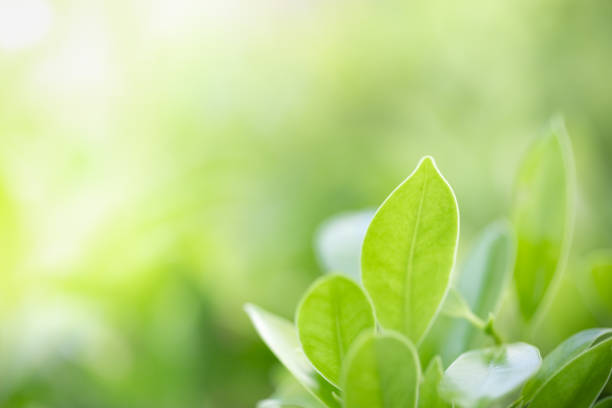 istock Close up of nature view green leaf on blurred greenery background under sunlight with bokeh and copy space using as background natural plants landscape, ecology wallpaper concept. 1157768468