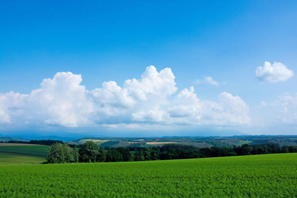 istock Green vegetable field and blue sky 1157768530