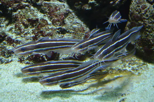 Photo of Tropical fish in aquarium in Berlin