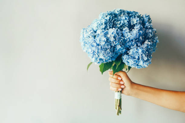 summer floral concept - hydrangea gardening blue ornamental garden imagens e fotografias de stock