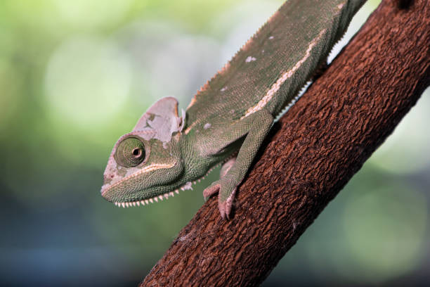 istock Closed up Veiled Chameleon on the branch with beautiful bokeh. 1157769711