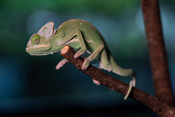 istock Closed up Veiled Chameleon on the branch with beautiful bokeh. 1157769738