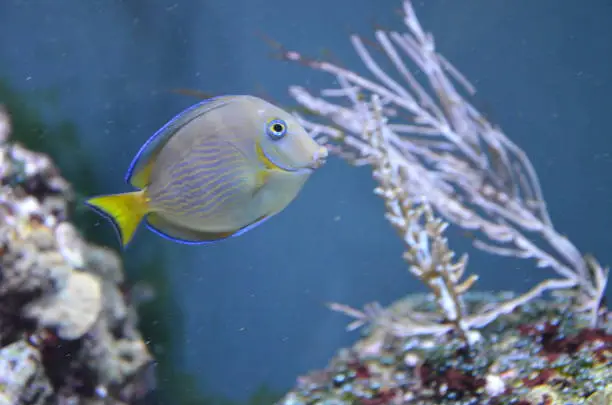 Photo of Tropical fish in aquarium in Berlin