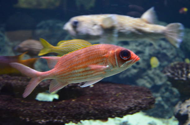 istock Tropical fish in aquarium in Berlin 1157769996