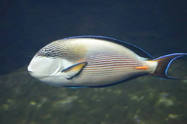 Photo of Tropical fish in aquarium in Berlin