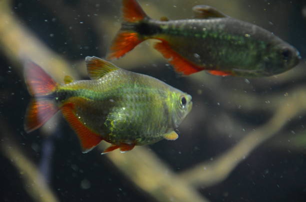 istock Tropical fish in aquarium in Berlin 1157770038