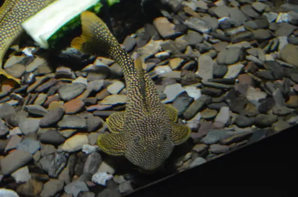 Photo of Tropical fish in aquarium in Berlin