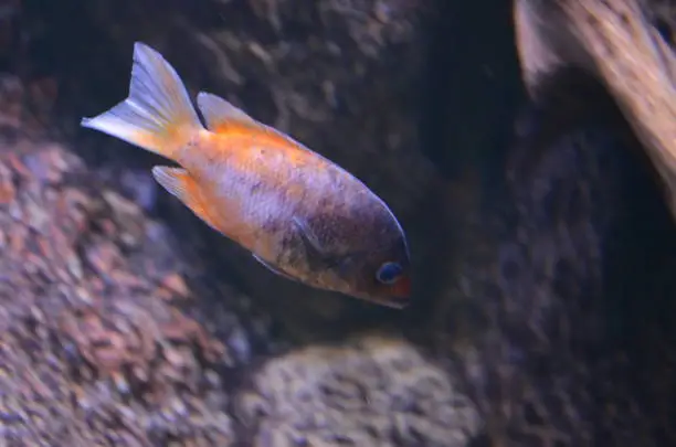 Photo of Tropical fish in aquarium in Berlin