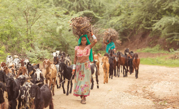 시골 목청 - india traditional culture indigenous culture women 뉴스 사진 이미지