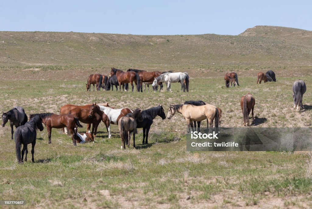 Krásné divoké koně v poušti Utah - Bez autorských poplatků Divoká zvěř - Zvířecí témata Stock fotka Krásné divoké koně v poušti Utah - Bez autorských poplatků Divoká zvěř - Zvířecí témata Stock fotka
