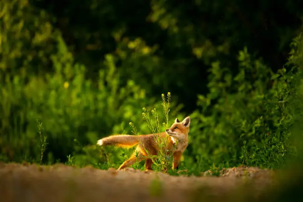 Red fox cub , Vulpes Vulpes