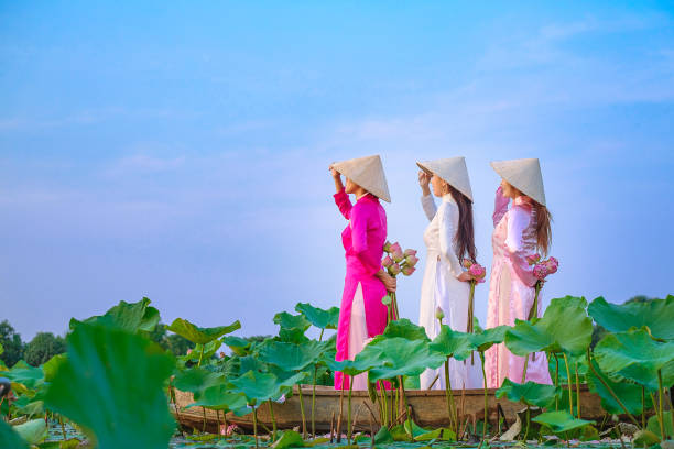 Vietnamese women are collecting the lotus at sunset. stock photo