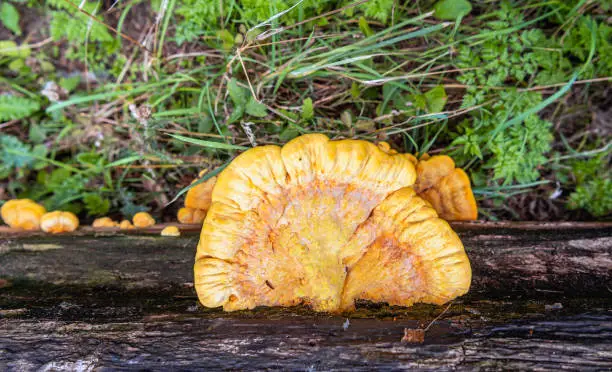 Yellow colored sulfur polypore or Laetiporus sulphureus growing on a fallen tree trunk in a Dutch forest in the autumn season. The picture is taken from above.