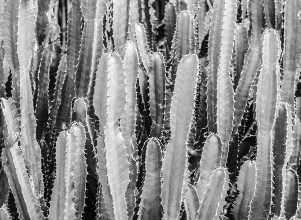 istock Abstract Texture of Faux pillar cactus with sharp spikes 1157771919