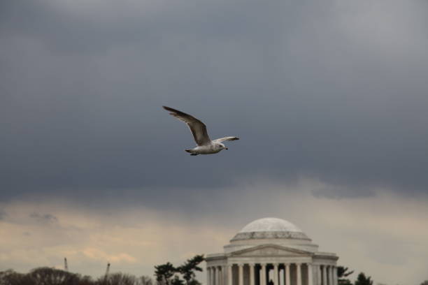istock A bird is flying over blurred jefferson memorial 1157772080