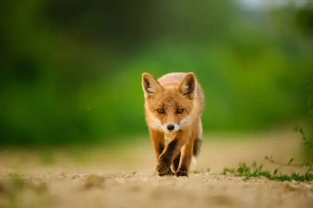 Red fox cub , Vulpes Vulpes