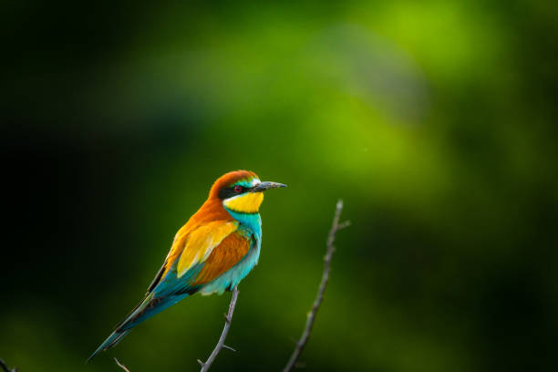 European bee-eater , Merops apiaster European bee-eater , Merops apiaster bird of paradise bird stock pictures, royalty-free photos & images