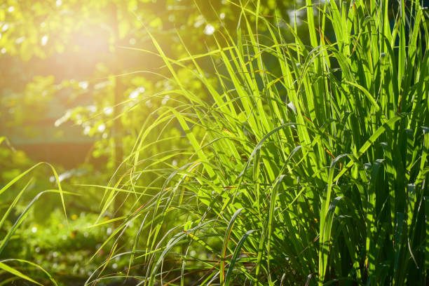 lemongrass crescido na horta, ervas têm propriedades medicinais. - have - fotografias e filmes do acervo