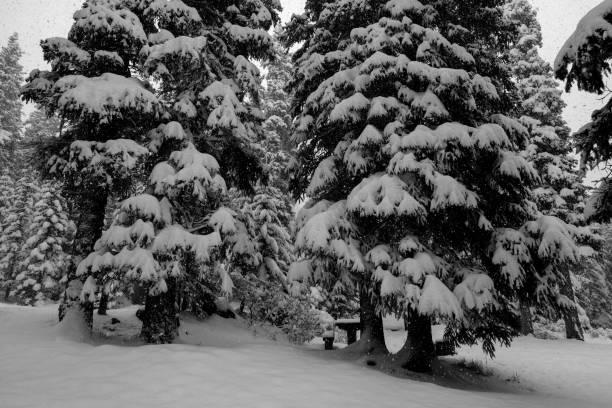 canadian pine trees covered in snow - tangle falls imagens e fotografias de stock