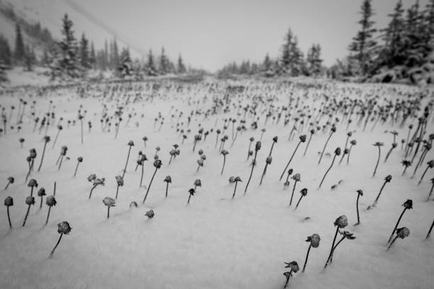 field of wildflowers - tangle falls imagens e fotografias de stock