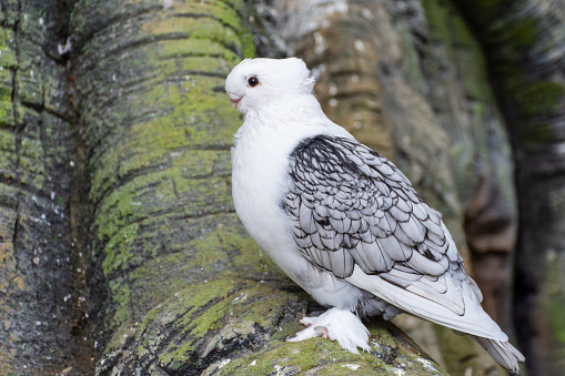 White Pigeon or Dove known as the Oriental Frill Pigeon a fancy domestic pigeon breed for showing and breeding. Feathered feet. (Columba livia)
