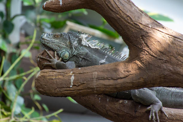 istock A Green Iguana (Iguana iguana) sits motionless along a tree branch in the rainforest. 1157779802