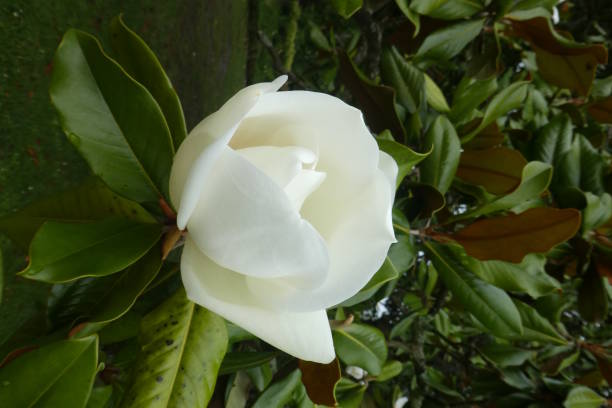 istock magnolia flower grandiflora 1157782680