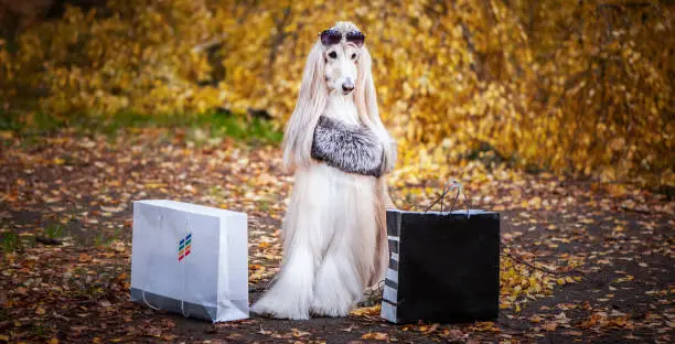 Stylish ,dog, fashionable woman, Afghan hound in a fur manto and sunglasses with shopping bags against the background of the autumn forest. Pet shopping concept for dogs