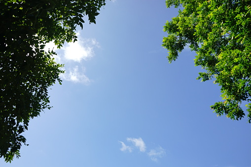 Tree, Thailand green, Forest, Formal Garden, Springtime