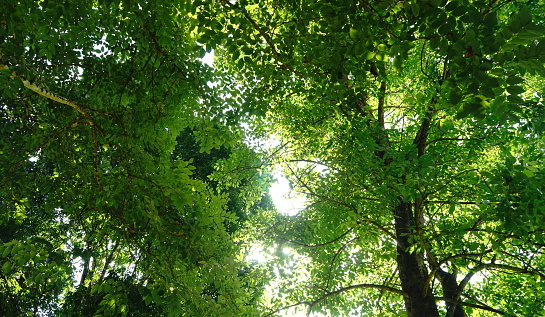 Sky, Springtime, Wind, Forest, Summer