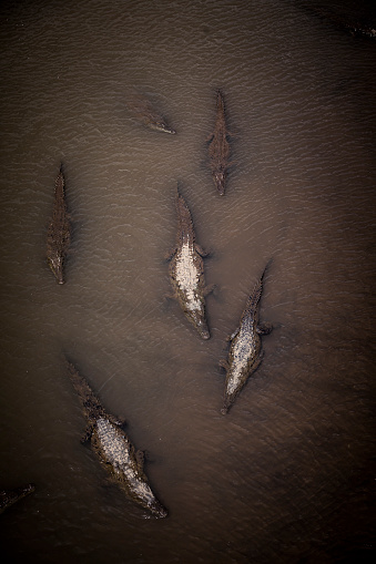wild crocodiles resting in the river, costa rica, central america.