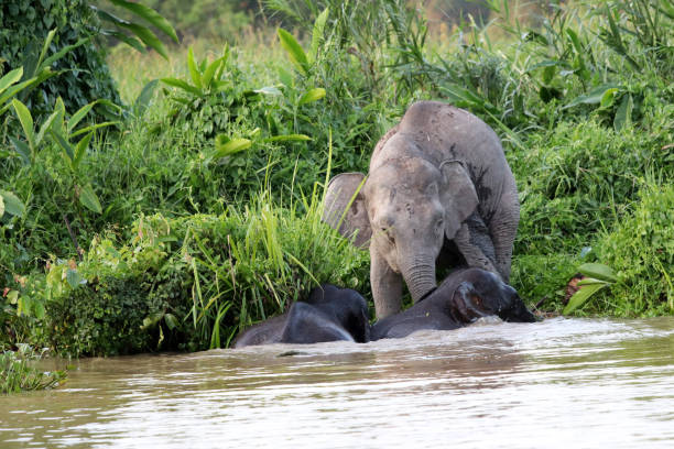 istock Borneo pygmy elephants (Elephas maximus borneensis) bathe in the river - Borneo Malaysia Asia 1157786507
